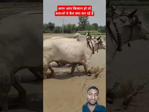 किसी को पता है क्या 🤔ये बैल पानी में क्या काम कर रहे हैं? #ox #farming #reels #shorts #viral #farmar