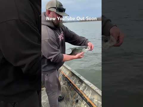 Chasing Schooling Alabama River Crappie