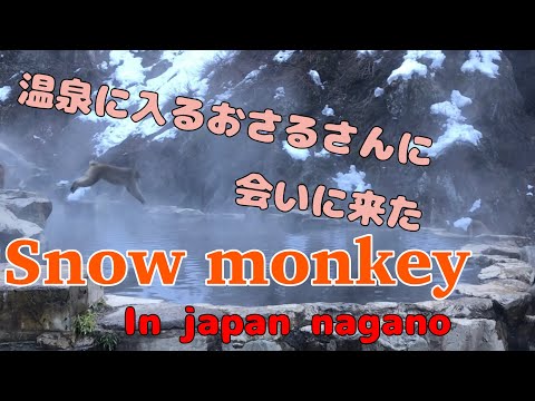 The only place in the world where monkeys bathe in hot springs. / japan travel / snow monkey /