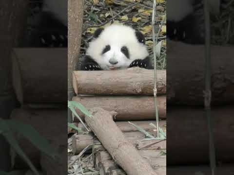 パンダとあなたは鬼ごっこをします
Playing Hide And Seek with Panda