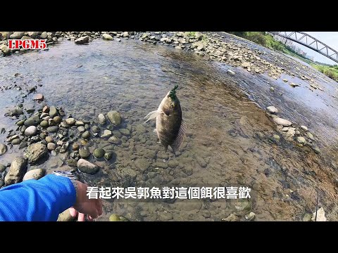 基隆河輕鬆釣--用水裡撈的水草釣得到魚嗎? 哪種魚就愛這一味? 釣魚人的再一竿就好? #基隆河 #釣魚 #廖排GiveMe5 #LPGM5 #青荻 #吳郭魚