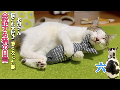 [猫と夫婦の親子のような日常] 涼しくなった日の愛猫 | 僕これ大好き | [生まれ変わりの猫] 六 (Roku)