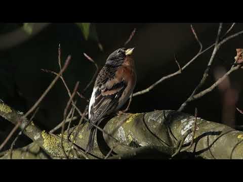 footage - bird in the sun