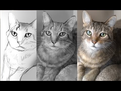 Hyper Realism: Digitally painting a cat in Photoshop