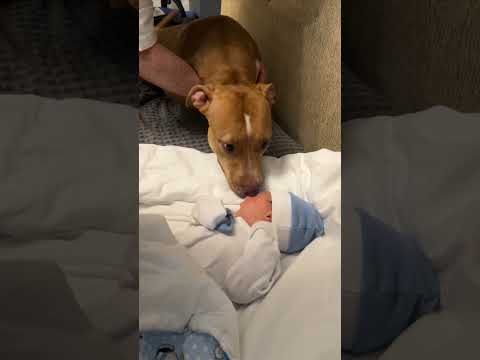 Puppy Reacts To Meeting Baby For First Time