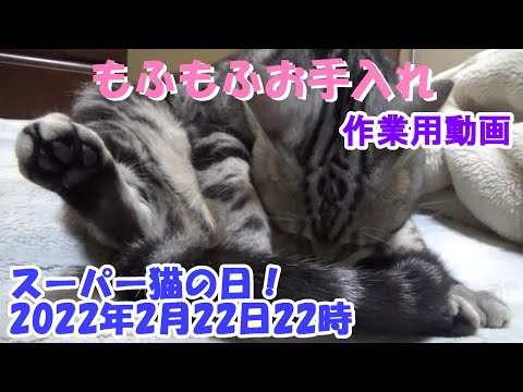 もふもふお手入れ　（猫の日作業用猫動画）アメリカンショートヘア