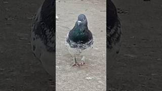 Kabutar khan yt #kabutarbazi #kabutarstatus #pigeon #birds #kabutarlover