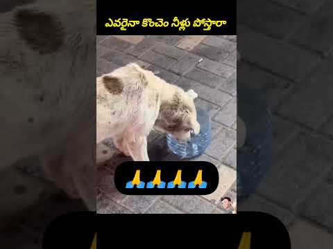 ఎవరైనా కొంచెం నీళ్లు పోస్తారా😰🐕 #shorts #poordogs #streetdog