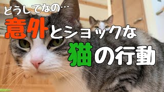 【なぜだろう】猫と夫婦／ショックな猫の行動／従う人間たち