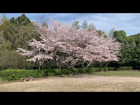 岩鼻公園の桜