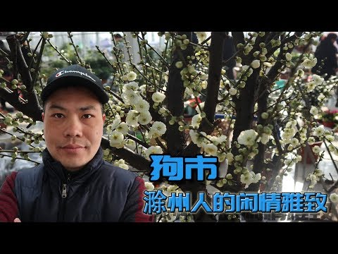 狗市，小城市有不一样的花鸟鱼虫市场