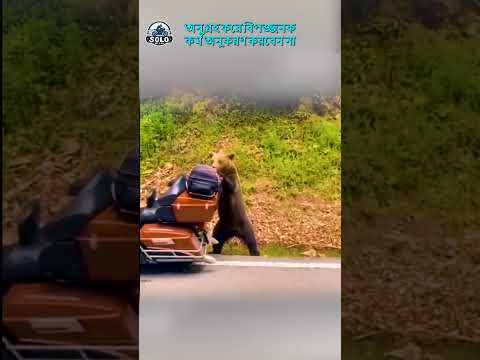 ছিনতাইকারী ভাল্লুক #viral #shortsfeed #sololeveling #motorbike #bear #viralvideo