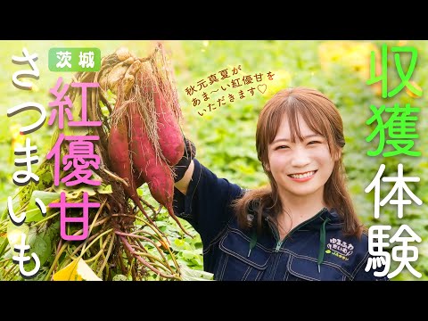 秋元真夏が茨城県へ！と～っても甘い「さつまいも」を収穫してきました！