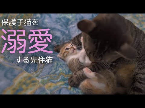 家族になった保護猫6匹　先住猫たちの子猫への反応は……？