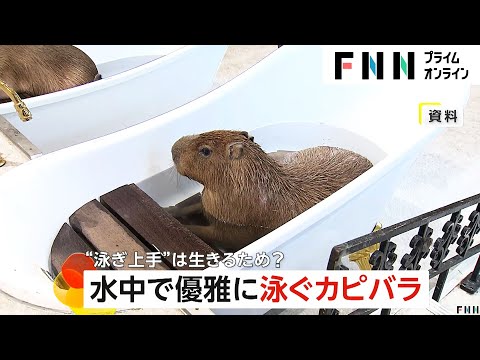 カピバラが水中で優雅にターン！実は泳ぎ上手で5分間潜水まで　栃木・なかがわ水遊園