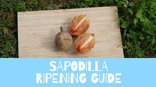 Sapodilla Ripening guide + how to eat