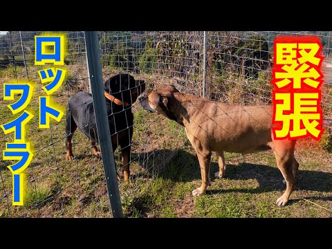 【Rottweiler】who could be Gonzou’s partner?