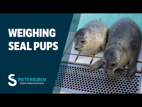 Weighing pup seals in phase 3 (Grote-Meeuwenbad)