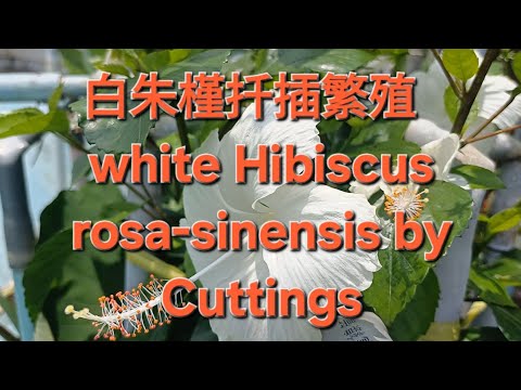 白朱槿扦插繁殖  white Hibiscus rosa-sinensis by Cuttings