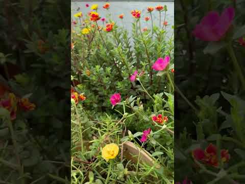 Portulaca & purslanes ❤️❤️🌸😍#youtubeshorts #shorts