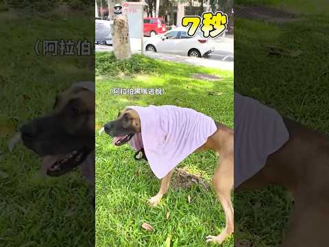 黑嘴智商測驗！玩遊戲都出奧步😤 #狗 #智力測驗 #大丹狗 #shorts #dog