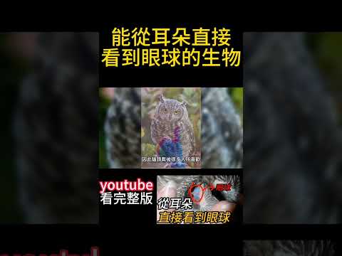 能從耳朵看到眼球的生物