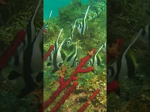 【神奈川 体験ダイビング】神奈川の海にも南国の魚がやって来ました✨可愛く群れるハタタテダイ🎶これからもっと増えて来ますよ〜🎶