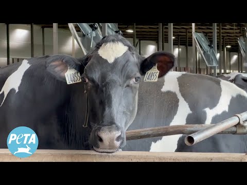 Thousands of Cows Kept on Concrete, Denied Even a Walk in the Grass at ‘Clean Energy’ Dairy