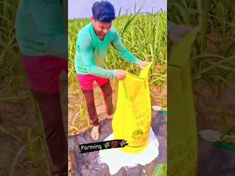 आज हमने मारा अपने खेत में खाद और दवाई मिलकर #ytshorts #shorts #farminglife #🌾💯🔥