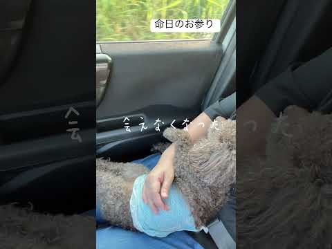 【命日】お墓参りしてきました #50代 #トイプードル #お墓参り #感謝 #命日