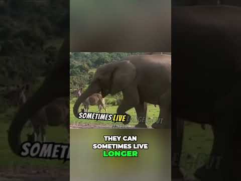 How Diet, Environment, and Healthcare Affect Elephant Lifespan #shorts #mannvetcorner #viralshorts