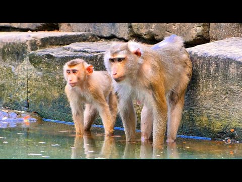 Beautiful Time...! Monkey Libby's Family Relaxing really sweet with Tiny Monkey LEO & Rainbow.