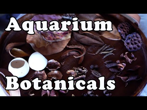 Aquarium Botanicals - Have You EVER Seen These?!?  - SO Many Kinds!! 🤩