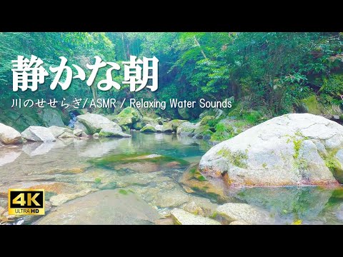 静かな朝の水の音 透き通った水辺で聴こえる鳥のさえずり:勉強や読書にお役立てください【自然音,ASMR,4K,relaxing  nature sounds】