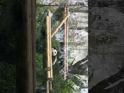 台北動物園熊貓圓圓睡覺覺