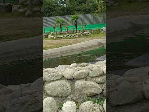 hippopotamus under water 😱 #animals #hipopotamo #zoo #hippos #hipop #nilpferd #nature #hippopotam