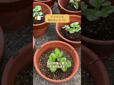 イチゴの子苗を鉢に定植しました