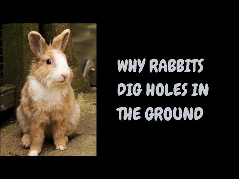 Why Rabbits Dig Holes In The Ground