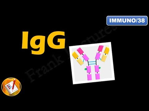 IgG: Structure, Properties and Functions (FL-Immuno/38)