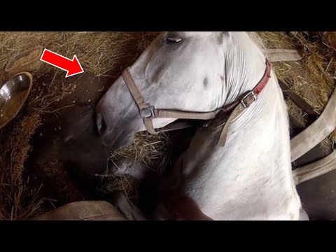 Rescue workers save a trapped and exhausted horse