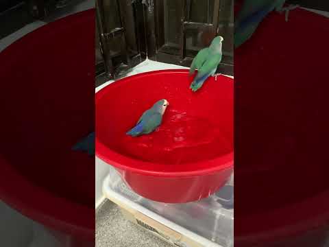 #lovebirds Birds shower