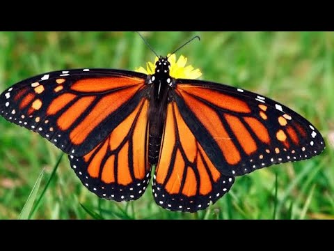 different types of beautiful butterflies