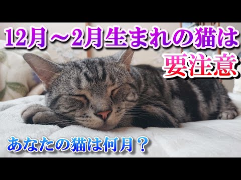 １２～２月生まれの猫は要注意！猫の発情期と繁殖期（猫雑学）