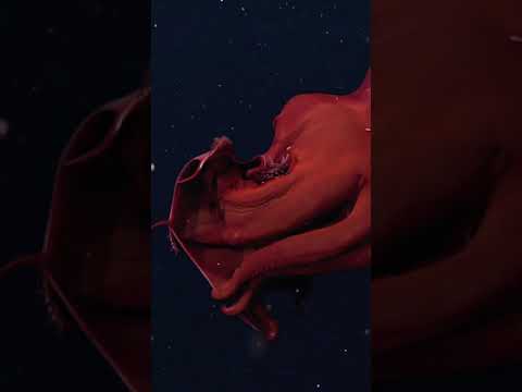 The Vampire Squid from Hell #shorts