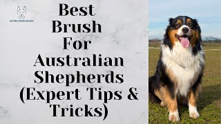 Best Brush For Australian Shepherds (Expert Tips & Tricks)