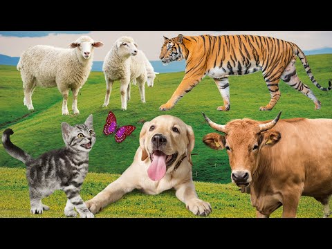 Cute little Animals - Dog, Cat, Chicken, Elephant, Cow, Tiger, Horse, Pig, Hen - Animal Sounds