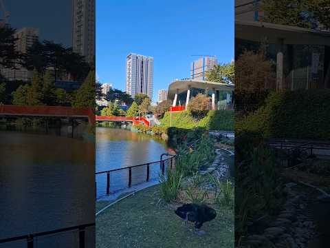 秋紅谷的超大黑天鵝！ #台中 #秋紅谷 #公園