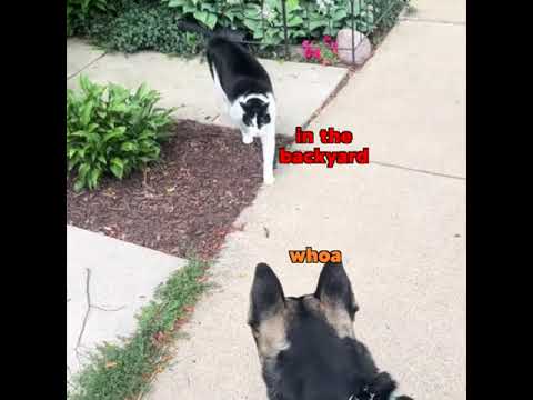 Dog vs Cat (Street Edition)