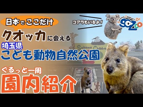 日本でここだけ‼︎世界一幸せな動物クオッカが見れる動物園‼︎【埼玉県こども動物自然公園①】