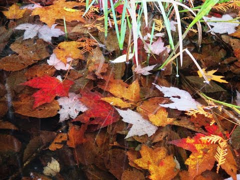 October Outing on a Damp Day